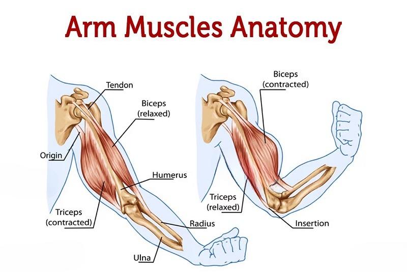 Hiểu rõ cấu tạo tay người để vẽ anatomy shoulders and arms một cách chính xác hơn