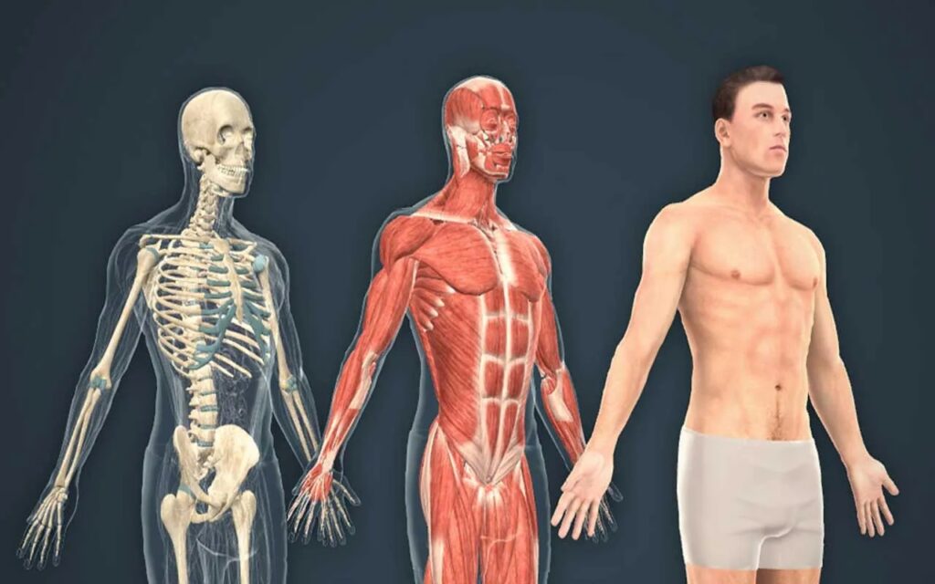 Anatomy là kiến thức quan trọng trong nghệ thuật